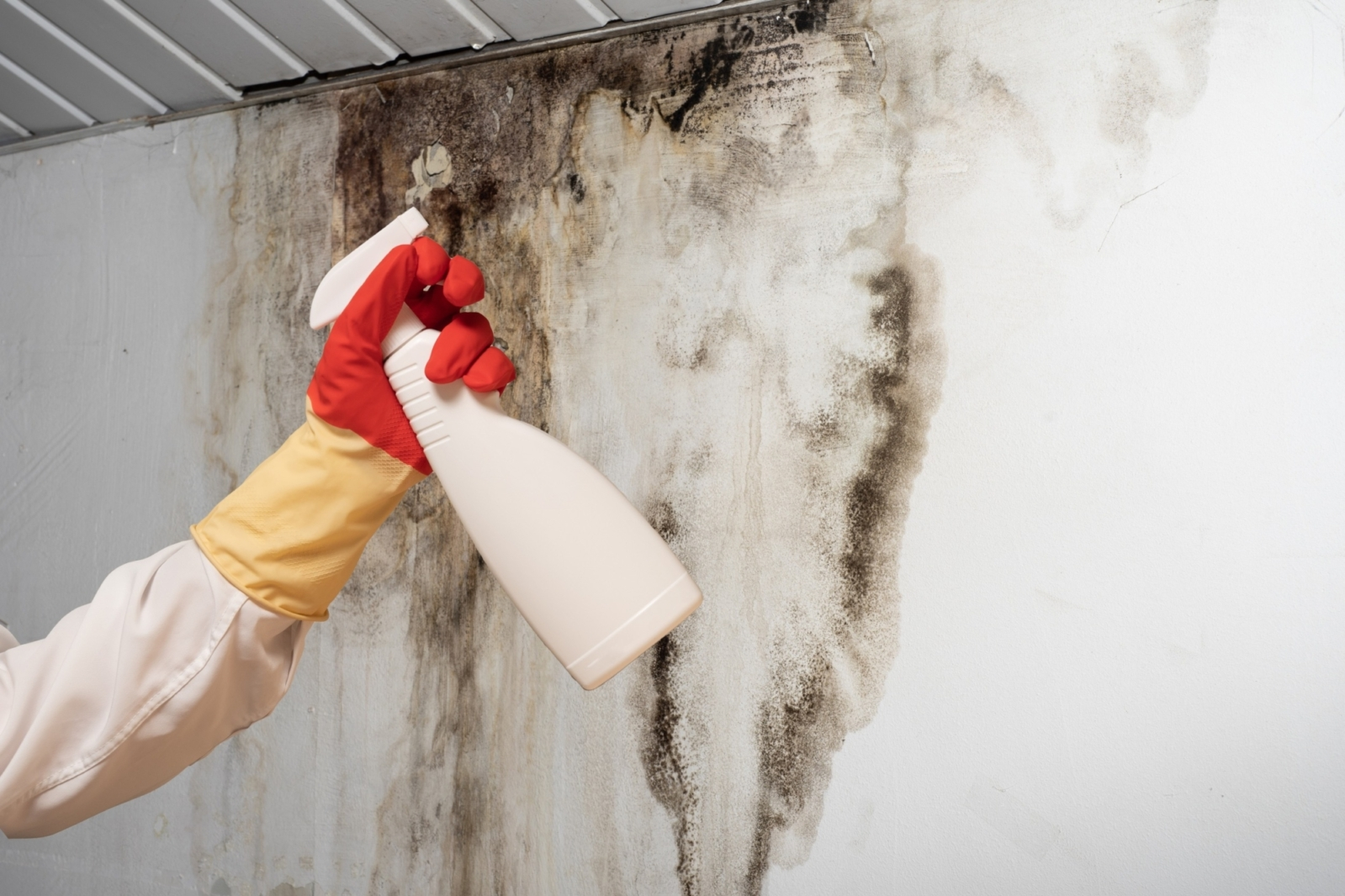 Need Commercial Mold Removal in South Florida? Tips to Hire The Best
